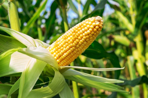 corn_field